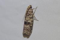 Dioryctria abietella