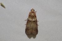 Acrobasis tumidana