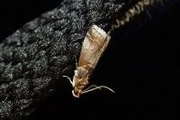 Acrobasis advenella