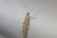 Homoeosoma nebulellum