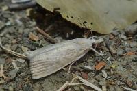 Calamotropha paludella