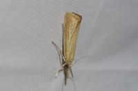 Agriphila straminella