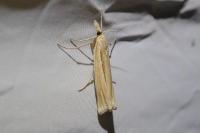 Ancylolomia tentaculella