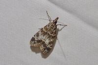 Eudonia mercurella