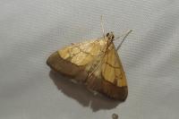 Evergestis limbata