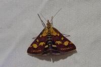 Pyrausta purpuralis