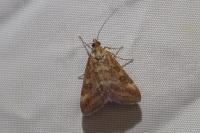 Pyrausta despicata
