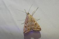 Loxostege sticticalis