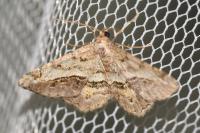 Chiasmia aestimaria