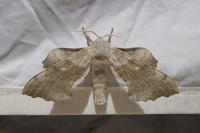 Laothoe populi