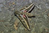 Hyles livornica