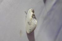 Cilix glaucata