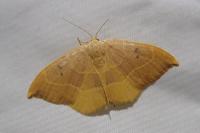 Watsonalla binaria