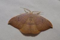 Watsonalla uncinula