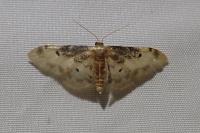 Idaea filicata
