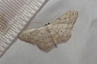 Idaea seriata