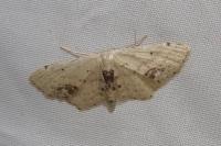 Idaea dimidiata