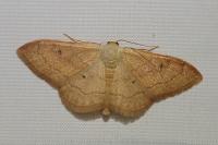 Idaea rubraria