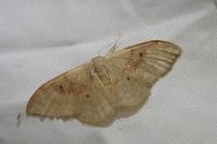 Idaea degeneraria