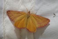 Lythria purpuraria