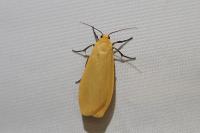 Wittia sororcula