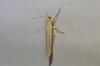 Eilema caniola