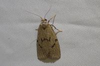 Apaidia mesogona