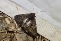 Aedia leucomelas