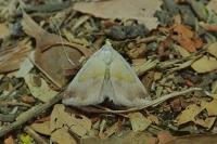 Eublemma purpurina