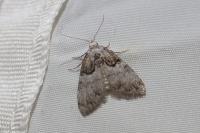 Nola cucullatella