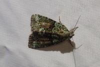 Cryphia algae