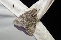 Acronicta megacephala