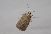 Spodoptera exigua