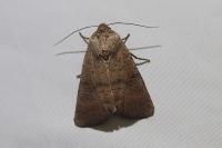 Hoplodrina octogenaria