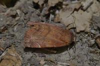 Cosmia affinis