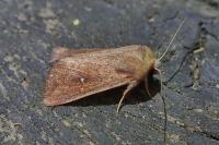 Mythimna albipuncta