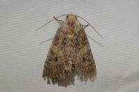 Anarta trifolii