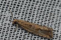 Bactra lancealana