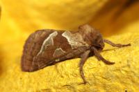 Triodia sylvina