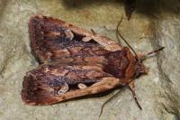 Xestia agathina