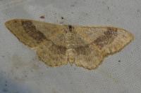 Idaea aversata