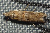 Pempelia palumbella