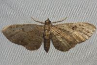 Eupithecia virgaureata