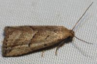 Hypenodes humidalis