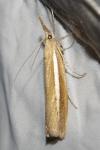 Agriphila selasella
