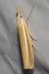 Agriphila selasella