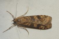 Nomophila noctuella