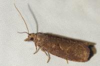 Epinotia caprana