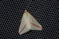 Rhodometra sacraria