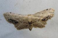 Idaea dimidiata